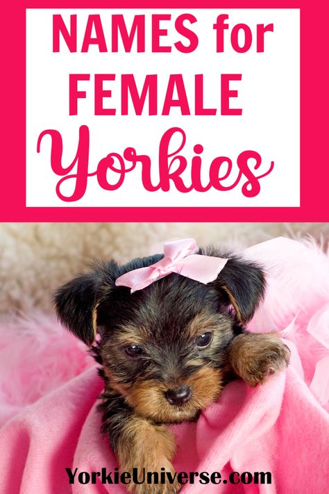 Looking for a name for your female Yorkshire Terrier? Find the perfect name with our list of female Yorkshire Terrier names. Yorkie Names Girl, Yorkie Puppies, Puppies Names Female, Toy Yorkie, Yorkshire Terriers, Yorkie Names, Girl Dog Names, Morkie Puppies, Biewer Yorkie