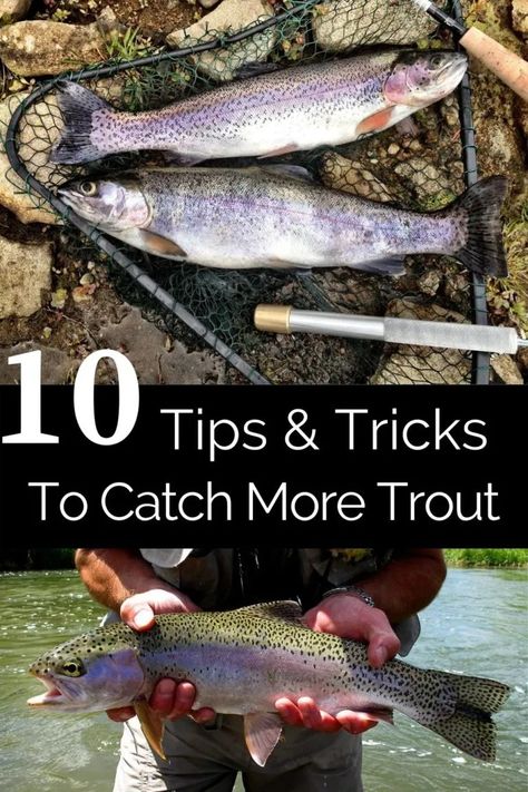 Trout Fishing Lures, Fishing Pond, Rainbow Trout Fishing, Trout Fishing Tips, Trout Bait, Fishing For Beginners, Fly Fishing Tips, Brook Trout, Walleye Fishing