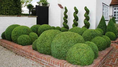 Japanese Holly, Boxwood Landscaping, Holly Shrub, Buxus Sempervirens, Taxus Baccata, Boxwood Garden, Topiary Plants, Garden Balls, Topiary Garden