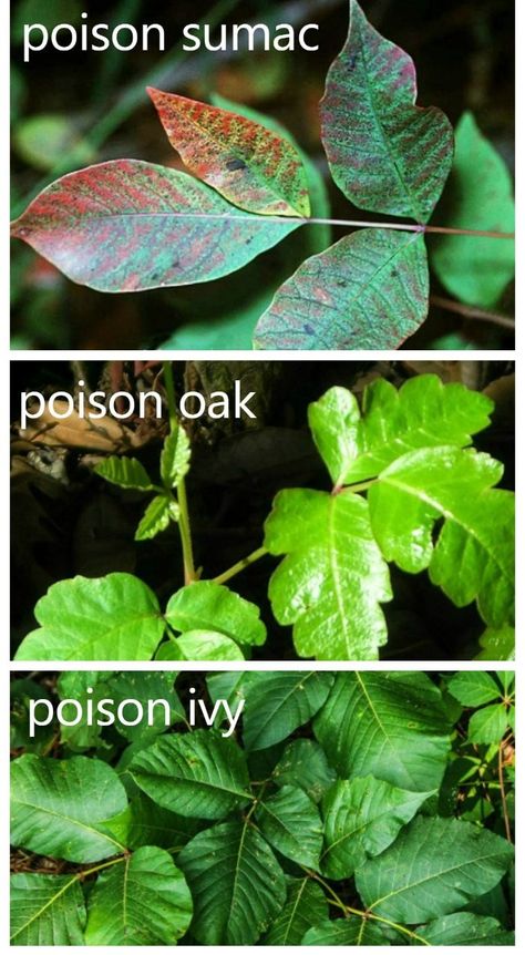 poison ivy prevention tips Kill Poison Ivy, Poison Oak, Poisonous Plants, Acne Solutions, Garden Quotes, Garden Tips, Poison Ivy, Gardening Ideas, Amazing Gardens