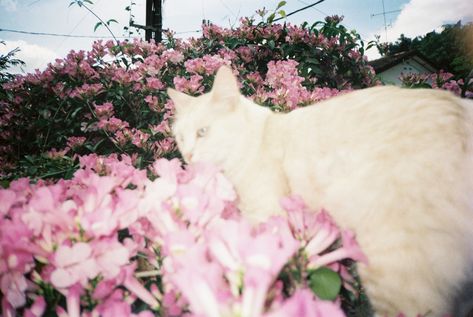 film, photography, cat, flowers Cats Icons, Flower Core, Flower Film, Photography Cat, Dreamy Photography, Nothing But Flowers, Cat Flowers, Cat Icon, Silly Cats