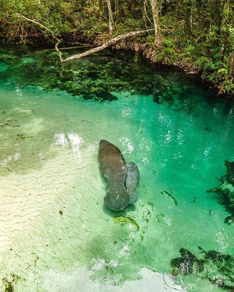 Manatee Florida, Sea Cow, Everglades Florida, Florida Springs, Manatees, Spring Nature, Caribbean Sea, Great Job, Gulf Of Mexico