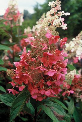 Gardening on the Cheap: Hardy Plants for Containers on http://www.hortmag.com Hydrangea Pinky Winky, Hydrangea Paniculata Pinky Winky, Hydrangea Paniculata Grandiflora, Hardy Hydrangea, Hydrangea Tree, Hydrangea Shrub, Late Summer Flowers, Panicle Hydrangea, Hydrangea Bush