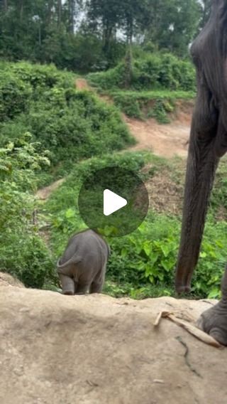 Elephant Videos, Baby Elephants Playing, Elephant Gif, Elephant Family, July 3, Animal Videos, Cute Animal Videos, Baby Elephant, Cute Funny Animals