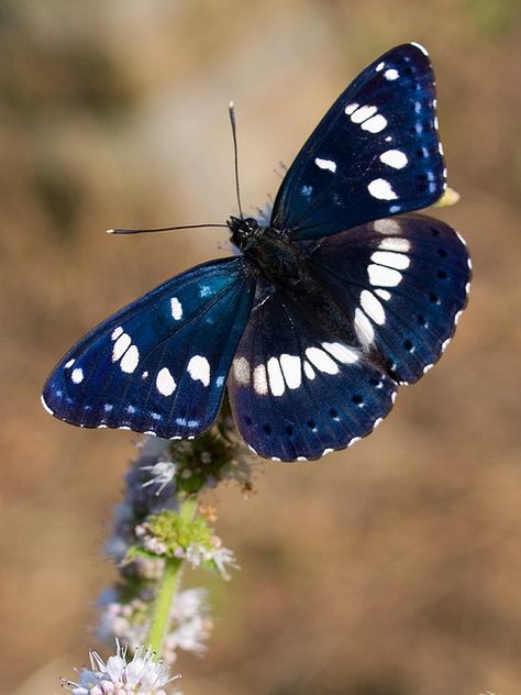 Admiral Butterfly, Regnul Animal, Moth Caterpillar, Animal Reference, Beautiful Bugs, Butterfly Pictures, Butterfly Kisses, Haiwan Peliharaan, Airbrush Art