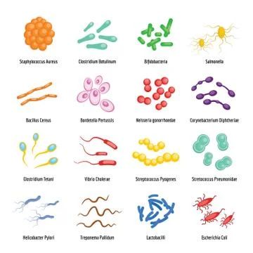 Bacteria Drawing, Bacteria Types, Clostridium Botulinum, Fruit Art Drawings, Flat Icons, Microbiology, Fruit Art, Flat Icon, Flat Style