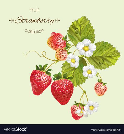 Strawberry Clipart, Strawberry Drawing, Strawberry Tattoo, Strawberry Art, Strawberry Leaves, Realistic Illustration, 귀여운 음식 그림, Strawberry Flower, Strawberry Garden