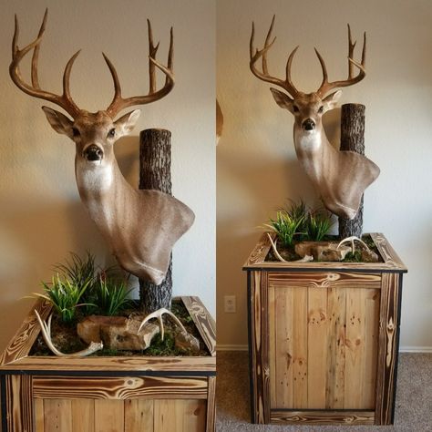 Taxidermy Deer Mounts, Decorating With Taxidermy, Deer Pedestal Mounts, Buck Mounts, Deer Pedestal, Elk Mount, Deer Mount Ideas, Deer Taxidermy, Deer Hunting Decor