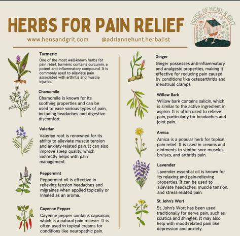 Herbs For Pain Relief, Coleus Care, Herbalist Shop, Medicinal Herbs Remedies, Benefits Of Herbs, Medicine Garden, Herbal Education, Herbal Medicine Recipes, Herbal Remedies Recipes