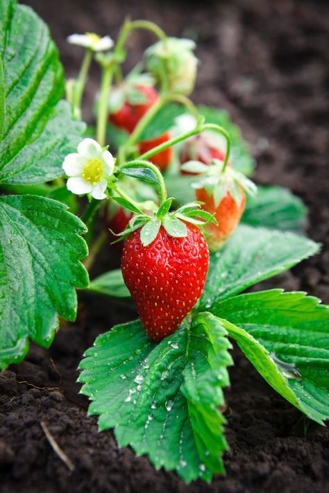 Spring Strawberry Salad – Bonnie Plants Strawberry Bush, Strawberry Beds, Strawberry Planters, Growing Strawberries, Strawberry Salad, Strawberry Plants, Beautiful Fruits, Strawberry Fruit, Beautiful Flowers Garden