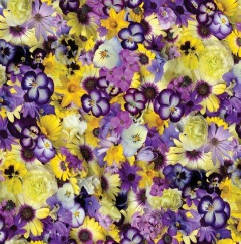 Painted Daisies, Flower Collage, Maywood Studios, Purple Paint, Elegant Beauty, Flower Lights, Fresh Flower, Digital Flowers, Yellow Purple