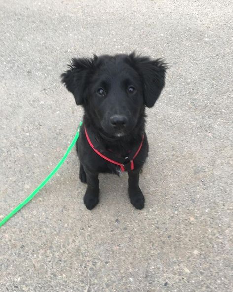 Border Collie / Labrador Retriever Mixed Breed Dog Border Collie Labrador, Lab Border Collie Mix Dogs, Labrador Border Collie Mix Dogs, Labrador Mixed Breeds, Borador Dogs, Border Collie Lab Mix Puppy, Borador Puppy, Border Collie Lab Mix, Labrador Mix