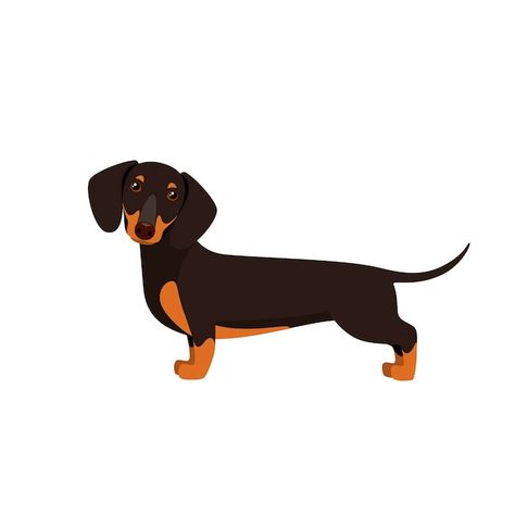 Arte Dachshund, Dachshund Drawing, Dachshund Cartoon, Unusual Animal Friendships, Daschund Dog, Dachshund Birthday, Dachshund Illustration, Dog Logo Design, Dachshund Design