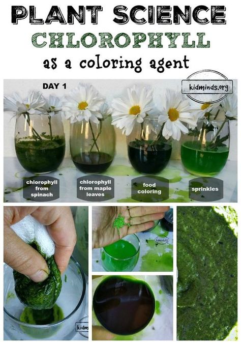 Chlorophyll as a coloring agent.  Is it possible?  Can we take chlorophyll out of one plant and put it in another? Homeschool Botany, Plant Science Fair Projects, Natural Green Dye, Plant Experiments, Kitchen Science, Plant Activities, Leaf Projects, Kid Experiments, Plant Science