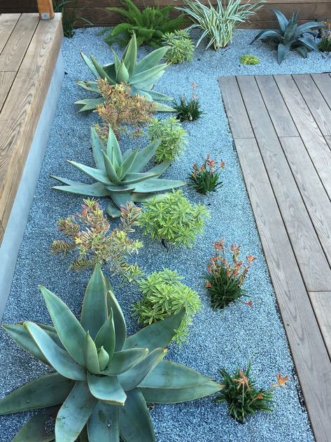 Tanaman Sukulen, Succulent Landscape Design, River Rock Landscaping, Succulent Garden Design, Succulent Landscaping, Desain Lanskap, Kangaroo Paw, Garden Types, Succulent Gardening