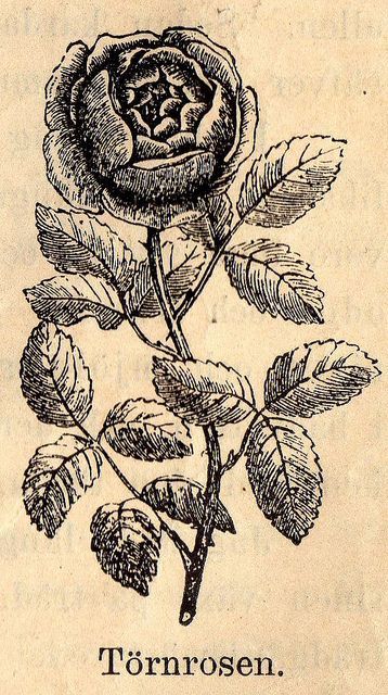 A late Victorian era botanical illustration of a rose.1800s | for ... Albrecht Durer Paintings, Victorian Tattoo, Whimsical Clothing, Victorian Botanical, Illustration Rose, Flower Tat, Victorian Illustration, Victorian Paintings, Victorian Flowers