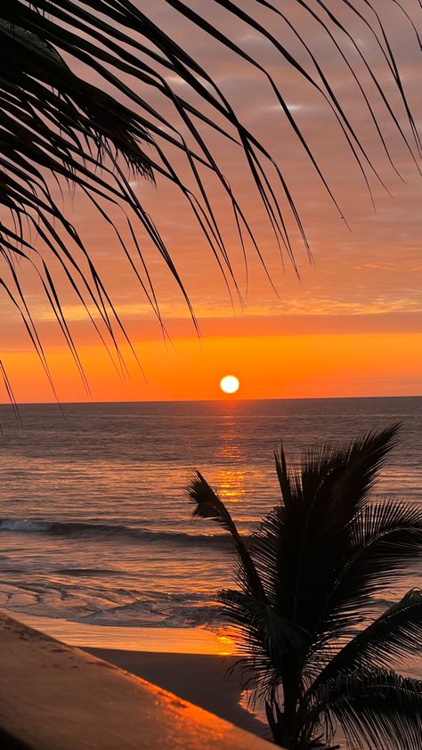 The Ocean, Palm Trees, The Sun, Trees, Sun