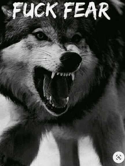 Wolf Pack Quotes, Inspirational Animal Quotes, Wolf Meme, Lone Wolf Quotes, Anime Wolf Drawing, Wolf Cut Hair, Strange Animals, Wolf Warriors, Dog Quotes Love