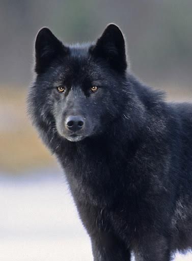 North Country Black Wolf Close-up Black Wolves, Wolf World, Wolf Hybrid, Photo Animaliere, Wolf Images, Psy I Szczenięta, Wolf Photos, Wolf Wallpaper, Wolf Love