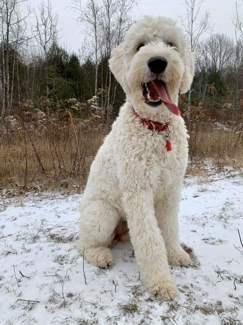 Poodle Grooming Styles, Puppy Labradoodle, White Goldendoodle, White Labradoodle, Doodle Cuts, Goldendoodle Haircuts, Daisy Doodle, Poodle Doodle, Puppy Haircut