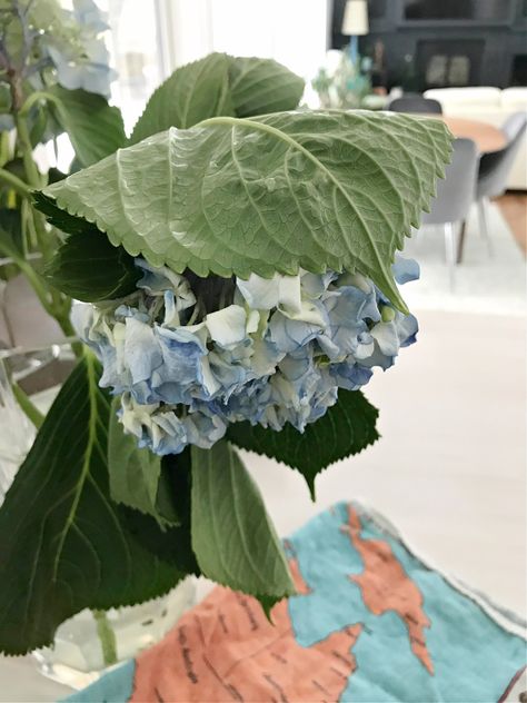 How to Revive Wilted Hydrangeas How To Keep Hydrangeas From Wilting, How To Revive Hydrangeas, Hydrangea Potted, Hydrangea Tree, Wilted Flowers, Hydrangea Leaves, Barn Party, Hydrangea Bloom, Hydrangea Care