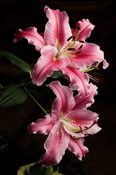 My grandmother's favorite <3 Tree Lily, Pink Lilies, نباتات منزلية, Wedding Bouquets Pink, Stargazer Lily, Trendy Flowers, Arte Floral, Exotic Flowers, Lily Flower