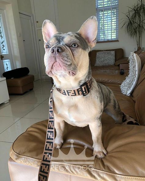 Luxury Dog Aesthetic, Toy French Bulldog, Luxury Dog Accessories, Baby French Bulldog, Puppy Mom, Rich Aesthetic, Really Cute Puppies, Cute Little Puppies, Luxury Pet