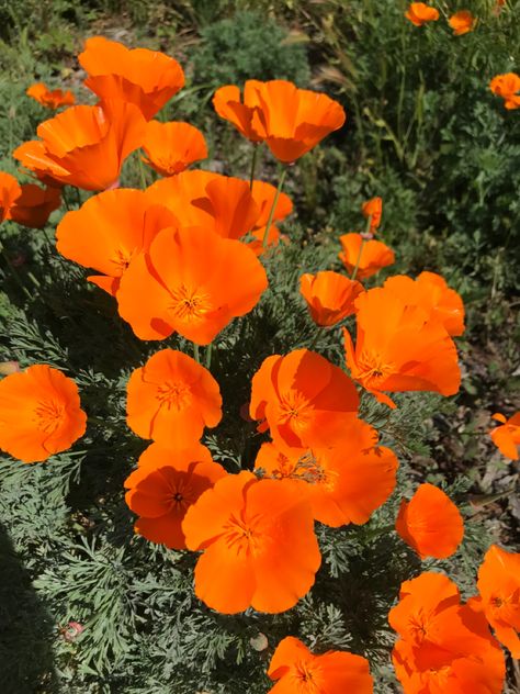 bright orange native california poppy flowers grown in the front yard #flowers #spring #californiaflowers California Orange Poppy, Flowers Native To Mexico, California Poppies Painting, California Poppy Aesthetic, Native California Flowers, Poppy Types, California Poppy Wedding, Pennsylvania Flowers, Queer Flowers