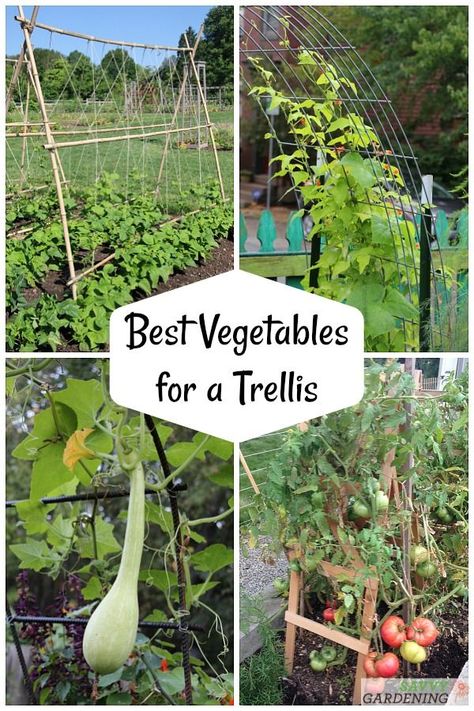 The best veggies to grow up a trellis - from beans and tomatoes to squash and cukes, we have you covered on the ins and outs of vertical vegetable gardening. #vegetablegardening #verticalgardening Tomato Container Gardening, Squash Trellis, Vegetable Trellis, Vertical Container Gardening, Vertical Vegetable Gardens, Tomato Trellis, Funny Vine, Garden Cactus, Best Vegetables