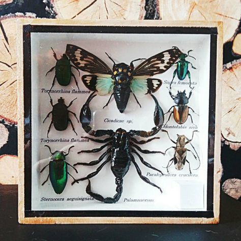 Insect display case taxidermy entomology Insect Display, Bug Taxidermy, Framed Art Display, Taxidermy Display, Wooden Display Box, Insect Taxidermy, Deep Shadow Box, Beetle Insect, Insect Collection