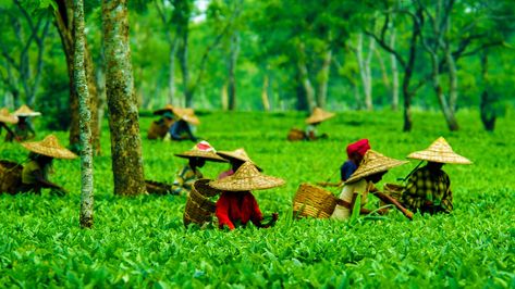 Dispur is an amazing city filled with picturesque views of nature and is also a hub to explore the Indian culture and heritage to its fullest. Assam Tea, Tea Estate, Tea Garden, Himachal Pradesh, Tourist Places, Best Tea, Brewing Tea, Tour Operator, Incredible India