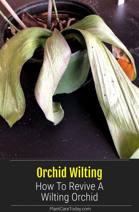 Orchid Wilting: How To Revive A Wilting Orchid Orchid Leaves Turning Yellow, Repotting Orchids, Orchids In Water, Indoor Orchids, Orchid Plant Care, Orchid Roots, Orchid Leaves, Household Plants, Plant Care Houseplant