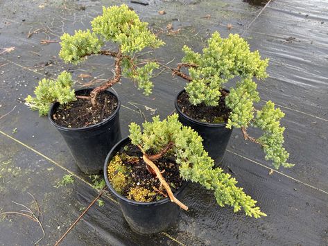 Juniperus procumbens 'Nana' Pre-Bonsai Dwarf Japanese Garden Juniper Juniperus Procumbens Nana, Angelina Stonecrop, Pre Bonsai, Juniper Bonsai, Ground Covers, Garden Beautiful, Backyard Landscape, Bonsai Plants, Ground Cover