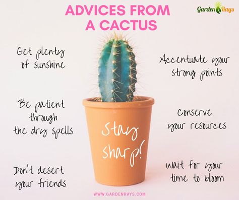 Advices from a #Cactus! Cute Names For Cactus, Advice From A Cactus, Cactus Quotes Inspirational Short, Cactus Sayings Quotes, Cactus Quotes Inspirational, Mops Centerpieces, Cactus Humor, Cactus Sayings, Cactus Meaning