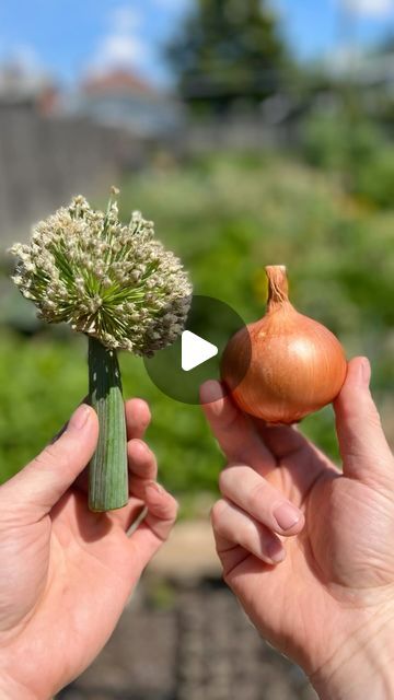 Nate Muri on Instagram: "Get Unlimited Onions From One Onion  Onions are a biennial which means they produce vegetative production their first year then in the second year they focus on seed production.  By planting a few of your best storing onions from the previous year you’ll be able to harvest seeds for the following year…. Year after year.  Visit my YouTube channel for a full tutorial on how to grow onions from seed.  #Naturelovers #garden #organic #plants #plantsmakepeoplehappy #homegrown #houseplants #mygarden #growyourown #growyourownfood #gardens #plantlover #gardensofinstagram #gardenersofinstagram #gardenlife #gardeningtips #gardeningisfun #gardeninglove #gardeningismythearapy #gardeningmakesmehappy #plantlife #plantdad #jadam #beyondorganic #naturalfarming #gardenlikeaviking #t How To Plant Onions From Seeds, Onion Seeds How To Grow, How To Grow Onions From Seeds, Onions From Seed, Harvest Onions, Onion Garden, Growing Onions From Seed, Storing Onions, Grow Onions