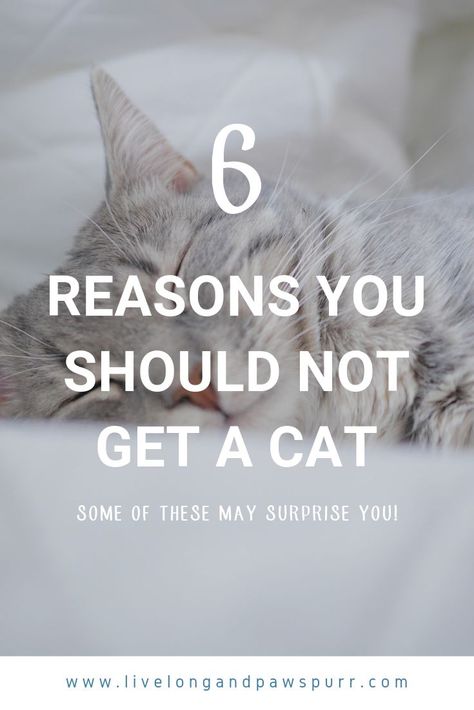 Cat rescue, cat tips, cat advice, new kitten, cat adoption, kitten adoption, kitten tips #catcare #cats #catrescue Kitten Tips, Kittens Care, Getting A Cat, Cat Shelters, Cat Questions, Cat Advice, Getting A Kitten, Cats Outside, Cat Tips