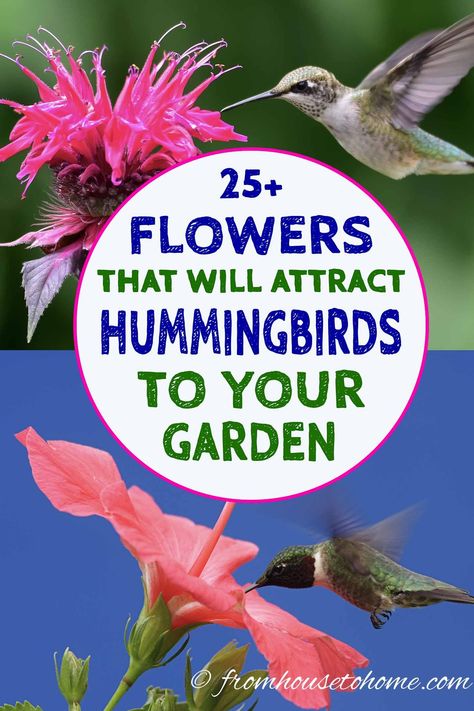 I love these hummingbird plants! So many flowers to choose from that will bloom in spring, summer and fall in my hummingbird garden landscape. Find out which flowers will attract hummingbirds in your garden.  #fromhousetohome #gardendesign #gardening #birds #shadeplants #sunperennials #gardeningforbeginners Attracting Hummingbirds, Ivy Geraniums, Hummingbird Plants, Attract Hummingbirds, Hummingbird Flowers, Sun Perennials, Best Flowers, Hummingbird Garden, Garden Types