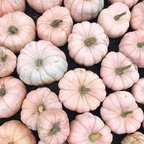 Princess Pumpkin, Planting Pumpkins, Courge Spaghetti, Pumpkin Cups, Fall Palette, Nutrition Sportive, Fall Mood, Fall Decor Inspiration, Blue Pumpkins