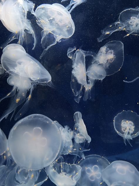 Ocean Wallpaper Aesthetic, Jellyfish Swimming, Jellyfish Pictures, Blue Jellyfish, Soyut Sanat Tabloları, Ocean Wallpaper, Ocean Creatures, Marine Animals, In The Ocean