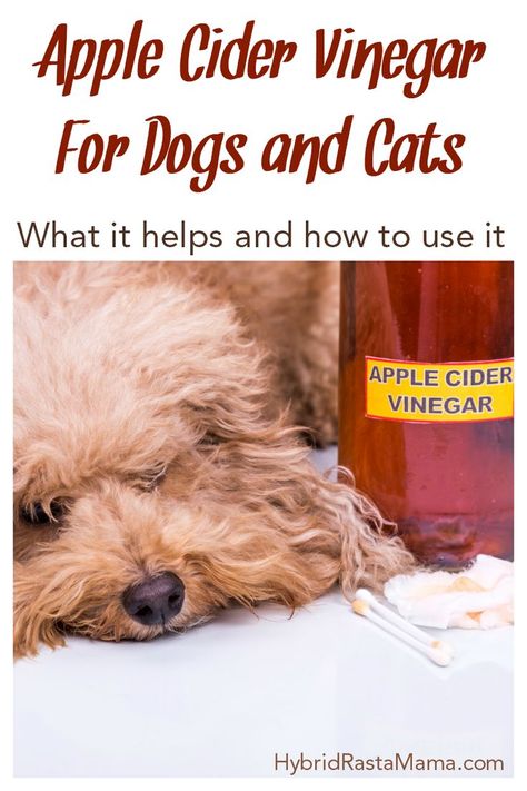 Are you wondering how to use apple cider vinegar for dogs and cats? Stop here! Learn what is can help with as well as how to use it. Apple cider vinegar has helped many a dog and cat throughout history! See how it can help your pet. From HybridRastaMama.com. #dogs #cats #naturalpetcare #applecidervinegar Apple Cider Vinegar Dogs, Apple Cider Vinegar For Dogs, Apple Cider Vinger, Cider Vinegar Benefits, Apple Cider Vinegar Benefits, Natural Pet Care, Home Remedy For Cough, Dog Itching, Skin Natural Remedies