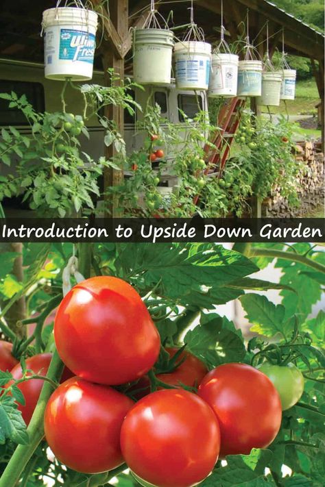 Upside Down Plants, Tomato Container Gardening, Backyard Homesteading, Vertical Container Gardening, Homestead Gardening, Garden Tomatoes, Gardens Of Babylon, Large Plant Pots, Herb Gardening