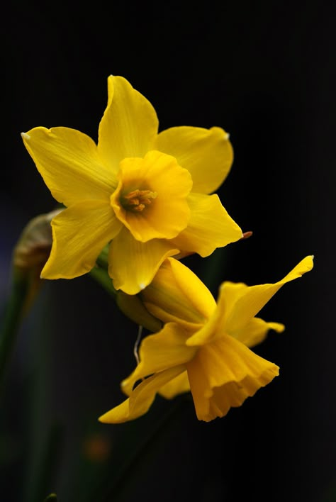 Daffodils Aesthetic, Daffodil Photography, Gladiolus Arrangements, Daffodil Flower Tattoos, Daffodils Planting, Nikon D60, Daffodil Day, March Birth Flowers, Daffodil Tattoo