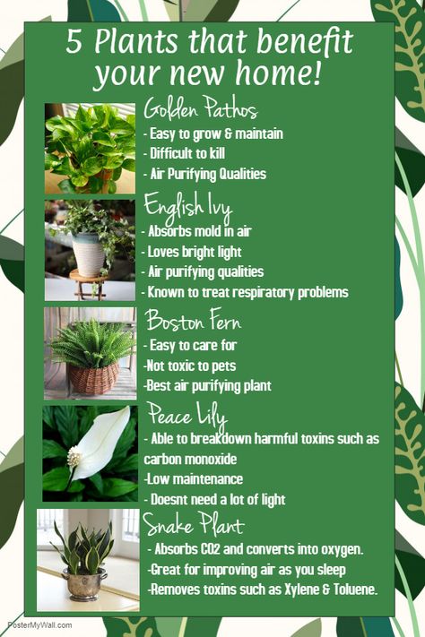 Best Air Purifying Plants, Air Purifying House Plants, Plant Benefits, Patio Small, Household Plants, Plant Care Houseplant, Backyard Ideas On A Budget, Backyard Small, Backyard Pools