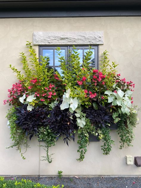 One Window Box, Four Seasons - FineGardening Winter Window Boxes, Window Box Plants, Big Leaf Hydrangea, Summer Window, Window Box Flowers, Winter Gardening, Window Planters, Spring Window, Flower Window