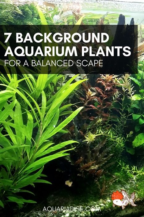 7 beautiful background aquarium plants | Aquariadise Background Aquarium, 10 Gallon Fish Tank, Plants For Beginners, Aquarium Garden, Freshwater Aquarium Plants, Tropical Fish Tanks, Tropical Fish Aquarium, Indoor Water Garden, Guppy Fish