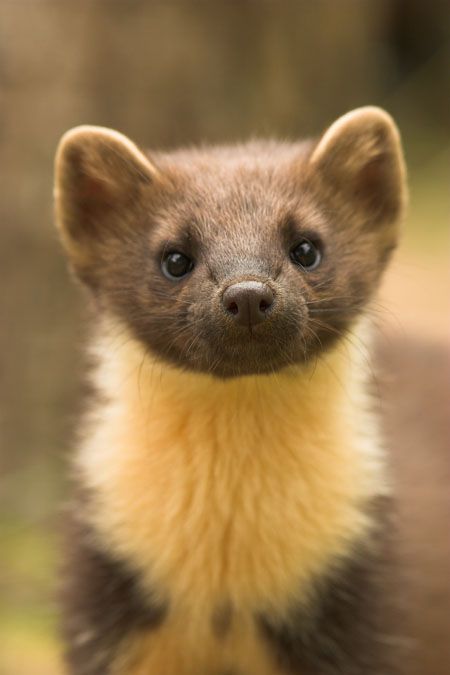 European Pine Marten  (Martes martes): look at its face! https://leedanielsphotography.com/nature-photography/mammals/ Pine Marten, Habitat, Close Up, Look At, Green, Animals