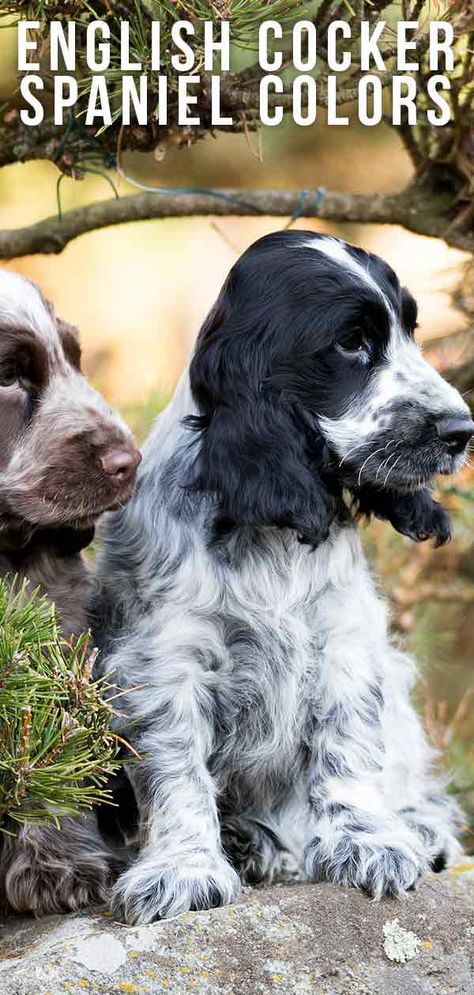 english cocker spaniel colors English Field Cocker Spaniel, Crocker Spaniel English, Liver Roan Cocker Spaniel, Red English Cocker Spaniel, English Cocker Spaniel Colors, English Cocker Spaniel Haircut, Cocker Spaniel Full Grown, Cocker Spaniel Colors, Cokers Spaniel