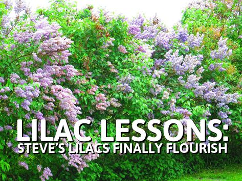 Where I live in #Canada, the peak of #lilac #blooms usually happens during the first week of June. A week later, the blooms are beginning to fade. This #summer, I solved a recurring problem I’ve been having with my lilac #hedge. Lilac Companion Plants, Lilac Landscape, Lilac Hedge, Hardy Shrubs, Common Lilac, Clematis Trellis, Lilac Plant, Flower Trees, Violet Garden