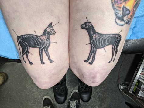 Gothic Dog Tattoo, Goth Dog Tattoo, Spooky Dog Tattoo, Cool Dog Tattoos, Textbook Tattoo, Vetmed Tattoo, Dog Tooth Tattoo, All Dogs Go To Heaven Tattoo, Canine Tattoo