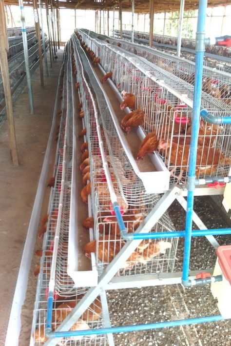 Battery Cages/Poultry Cages for sale in Nigeria - Adverts - Nigeria Chicken Poultry Farm Design, House For Chickens, Poultry House Design, Poultry Farm Buildings, Poultry Farm Design, Poultry Business, Chickens For Sale, Cages For Sale, Chicken Shed